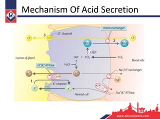 Mechanism Of Acid Secretion
 