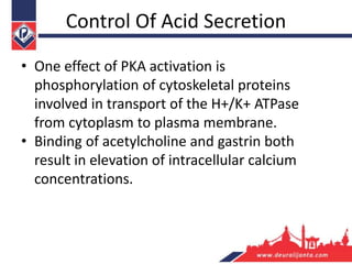 Control Of Acid Secretion
• One effect of PKA activation is
phosphorylation of cytoskeletal proteins
involved in transport of the H+/K+ ATPase
from cytoplasm to plasma membrane.
• Binding of acetylcholine and gastrin both
result in elevation of intracellular calcium
concentrations.
 