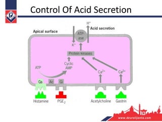 Control Of Acid Secretion
 
