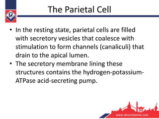 The Parietal Cell
• In the resting state, parietal cells are filled
with secretory vesicles that coalesce with
stimulation to form channels (canaliculi) that
drain to the apical lumen.
• The secretory membrane lining these
structures contains the hydrogen-potassium-
ATPase acid-secreting pump.
 