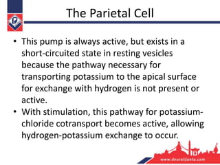 The Parietal Cell
• This pump is always active, but exists in a
short-circuited state in resting vesicles
because the pathway necessary for
transporting potassium to the apical surface
for exchange with hydrogen is not present or
active.
• With stimulation, this pathway for potassium-
chloride cotransport becomes active, allowing
hydrogen-potassium exchange to occur.
 