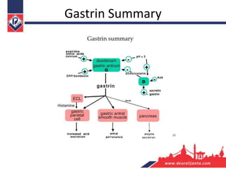 Gastrin Summary
 