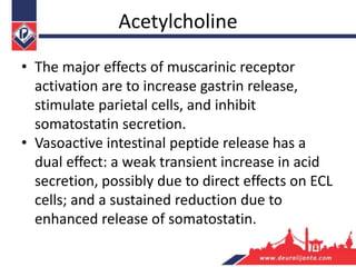 Acetylcholine
• The major effects of muscarinic receptor
activation are to increase gastrin release,
stimulate parietal cells, and inhibit
somatostatin secretion.
• Vasoactive intestinal peptide release has a
dual effect: a weak transient increase in acid
secretion, possibly due to direct effects on ECL
cells; and a sustained reduction due to
enhanced release of somatostatin.
 