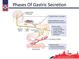 Phases Of Gastric Secretion
 