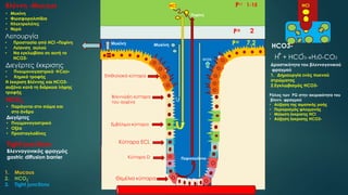 Εμβόλιμα κύτταρα
Βλεννώδη κύτταρα
του αυχένα
Κύτταρα ECL
Κύτταρα D
Θεμέλια κύτταρα
Πεψίνη
HCl
Μυκίνη
HCO3-
Πεψινογόννο
PH
PH
PH
1-15
2
7,2
Επιθηλιακά κύτταρα
HCl
HCO3-Μυκίνη
• Μυκίνη
• Φωσφορολιπίδια
• Ηλεκτρολύτες
• Νερό
Βλέννη -Mucous
H + HCO3-H20+CO2
+ -
Λειτουργία
• Προστασία από ΗCl –Πεψίνη
• Λείανση αυλού
• Να εγκλωβίσει σε αυτή το
HCO3-
Διεγέρτες έκκρισης
• Πνευμονογαστρικό Ca2+
• Χημικά τροφής
Η έκκριση Βλέννης και HCO3-
αυξάνει κατά τη διάρκεια λήψης
τροφής
HCO3
-
• Παράγεται στο σώμα και
στο άνδρο
Διεγέρτες
• Πνευμονογαστρικό
• Οξέα
• Προσταγλαδίνες
Tight junctions
Βλεννογονικός φραγμός
gastric diffusion barrier
1. Mucous
2. HCO3
-
3. Tight junctions
Δραστικότητα του βλεννογονικού
φραγμού
1. Δημιουργία ενός πυκνού
στρώματος
2.Εγκλωβισμός HCO3-
Ρόλος των PG στην ακεραιότητα του
βλενν. φραγμού
• Αύξηση της αιματικής ροής
• Περιορισμός φλεγμονής
• Μείωση έκκρισης HCI
• Αύξηση έκκρισης HCO3-
 