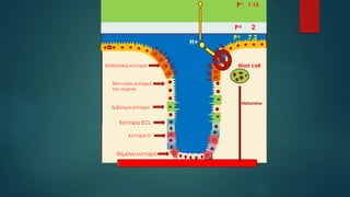PH 1-15
Εμβόλιμα κύτταρα
Βλεννώδη κύτταρα
του αυχένα
Κύτταρα ECL
Κύτταρα D
Θεμέλια κύτταρα
PH
PH
2
7,2
Επιθηλιακά κύτταρα
Η+
Mast cell
Histamine
 