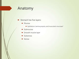 Anatomy
 Stomach has five layers:
 Mucosa
 Epithelium, lamina propria, and muscularis mucosae*
 Submucosa
 Smooth muscle layer
 Subserosa
 Serosa
 