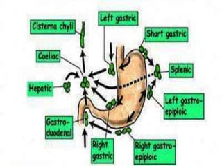 The subpyloric nodes are dissected and the first part of the duodenum is divided, usually with a surgical stapler.The hepatic nodes are dissected down to clear the hepatic artery. This dissection also includes the suprapyloric lymph nodes.The lymph node dissection is continued to the origin of the left gastric artery. 