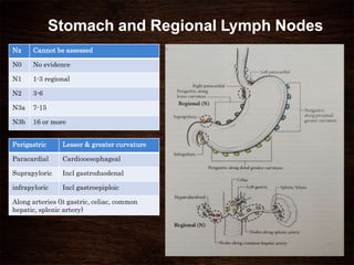 Stomach and Regional Lymph Nodes
Nx Cannot be assessed
N0 No evidence
N1 1-3 regional
N2 3-6
N3a 7-15
N3b 16 or more
Perigastric Lesser & greater curvature
Paracardial Cardiooesophageal
Suprapyloric Incl gastroduodenal
infrapyloric Incl gastroepiploic
Along arteries (lt gastric, celiac, common
hepatic, splenic artery)
 