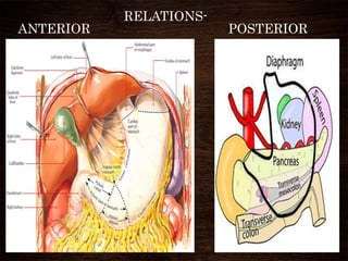 RELATIONS-
ANTERIOR POSTERIOR
 