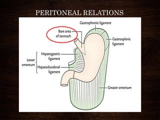 PERITONEAL RELATIONS
 