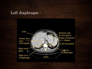 Left diaphragm :
 