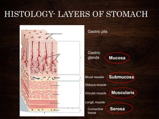 HISTOLOGY- LAYERS OF STOMACH
Gastric pits
Gastric
glands
Blood vessels
Oblique muscle
Circular muscle
Longit. muscle
Connective
tissue
Mucosa
Serosa
Submucosa
Muscularis
 