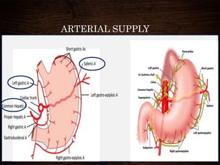 ARTERIAL SUPPLY
 