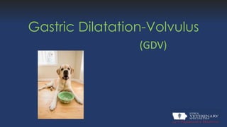 Gastric Dilatation-Volvulus
(GDV)
 