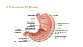 4. Tissue Layers of the Stomach
 