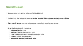 Normal Stomach
• Saccular structure with a volume of 1200-1500 ml.
• Divided into five anatomic regions: cardia, fundus, body (corpus), antrum, and pylorus.
• Gastric wall layers: mucosa, submucosa, muscularis propria, and serosa.
• Several glandular cells in mucosa:
• mucus secreting cells
• parietal cells (acid secreting cells)
• chief cells (pepsin and chymosin secreting cells)
• G cells (gastrin secreting cells)
• endocrine (enterochromaffin) cells
 