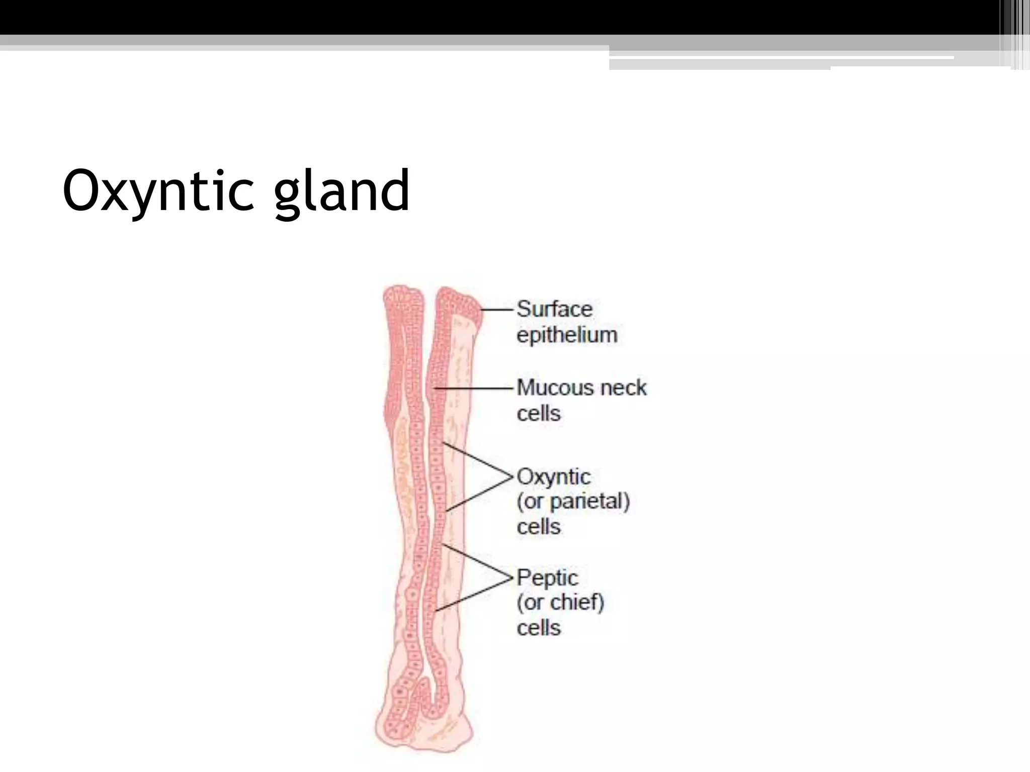 Oxyntic gland

 