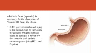 o Intrinsic factor (a protein) is
necessary for the absorption of
Vitamin 812 f rom the ileum.
• JCUS prevents mechanical injury
to the stomach wall by lubricating
the contents prevents chemical
injury by acting as a barrier b/w
the stomach wall and the
corrosive gastric juice (HCL and
Pepsins).
 