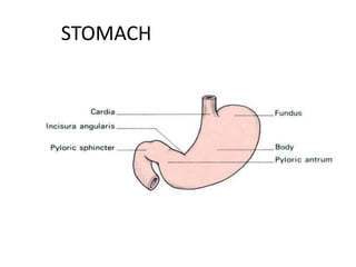 STOMACH 
 