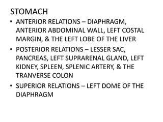 STOMACH 
• ANTERIOR RELATIONS – DIAPHRAGM, 
ANTERIOR ABDOMINAL WALL, LEFT COSTAL 
MARGIN, & THE LEFT LOBE OF THE LIVER 
• POSTERIOR RELATIONS – LESSER SAC, 
PANCREAS, LEFT SUPRARENAL GLAND, LEFT 
KIDNEY, SPLEEN, SPLENIC ARTERY, & THE 
TRANVERSE COLON 
• SUPERIOR RELATIONS – LEFT DOME OF THE 
DIAPHRAGM 
 