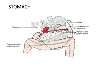 STOMACH 
 