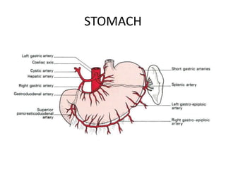 STOMACH 
 