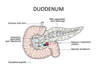 DUODENUM 
 