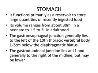 STOMACH 
• It functions primarily as a reservoir to store 
large quantities of recently ingested food 
• Its volume ranges...