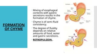 Comprehensive Overview of Gastric Motility and Secretions in the ...