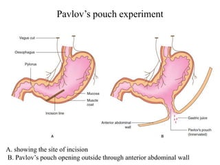 Gastric Secretion pptx