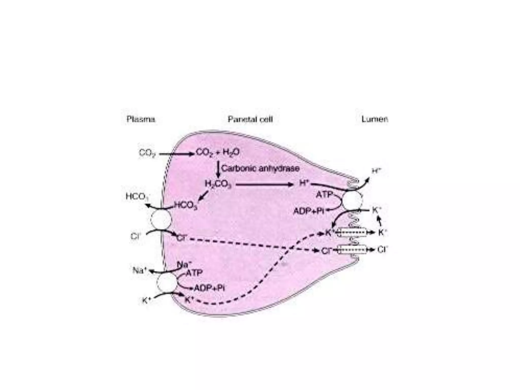 Gastric Secretion and Its Regulation PPT Free Download gastric-secretion-and-its-regulation-ppt-free-download