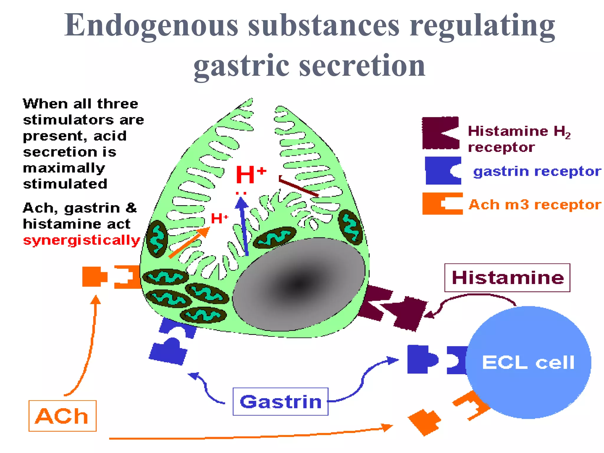 Gastric Secretion and Its Regulation PPT Free Download gastric-secretion-and-its-regulation-ppt-free-download