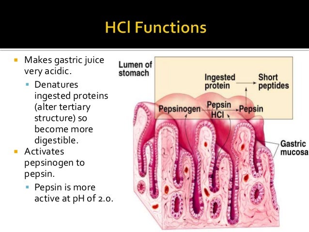 Gastric Secretion And Its Regulation