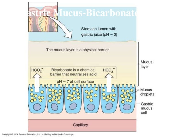 Gastric Secretion And Its Regulation