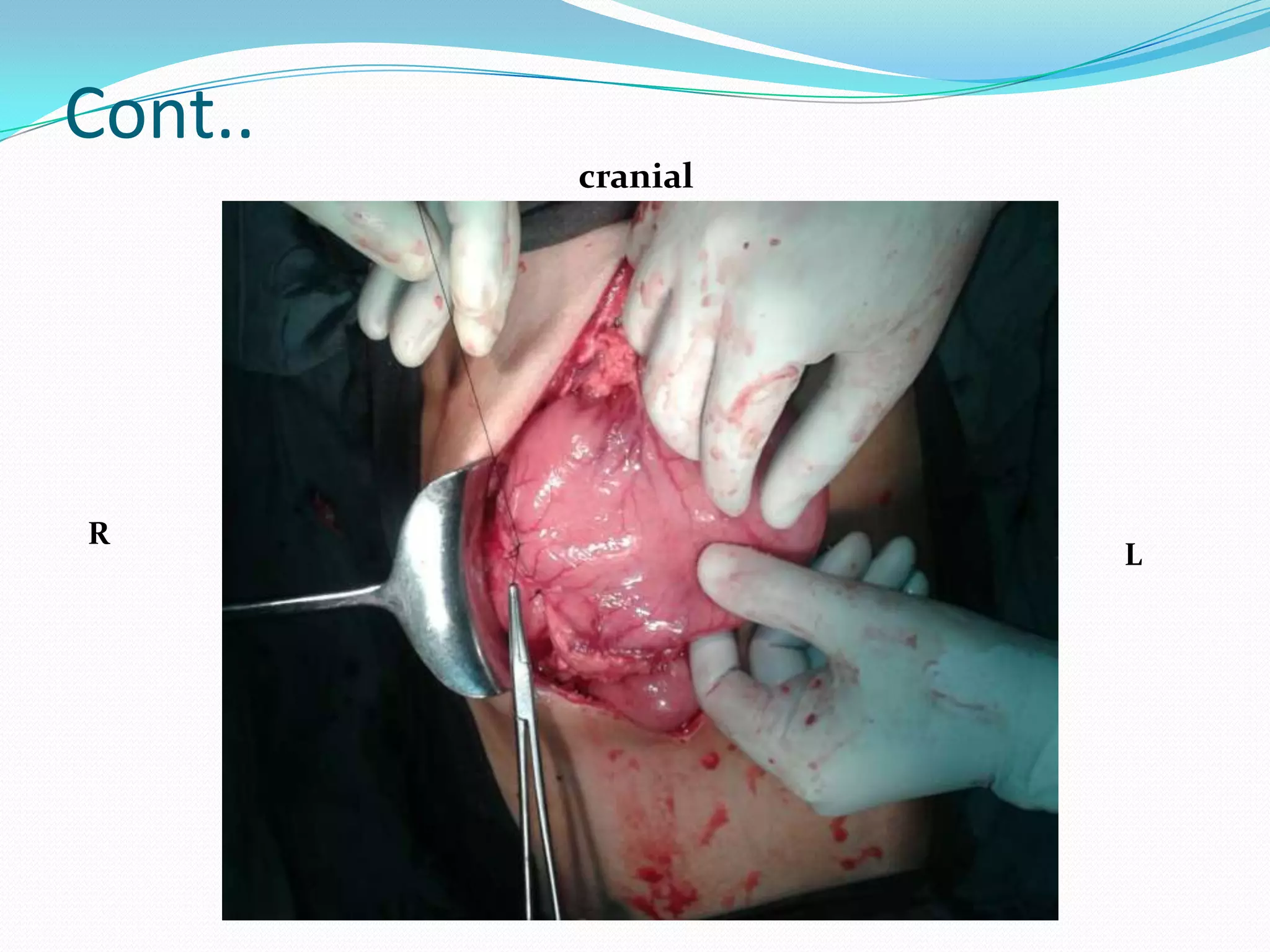 Cont..
cranial

R

L

 