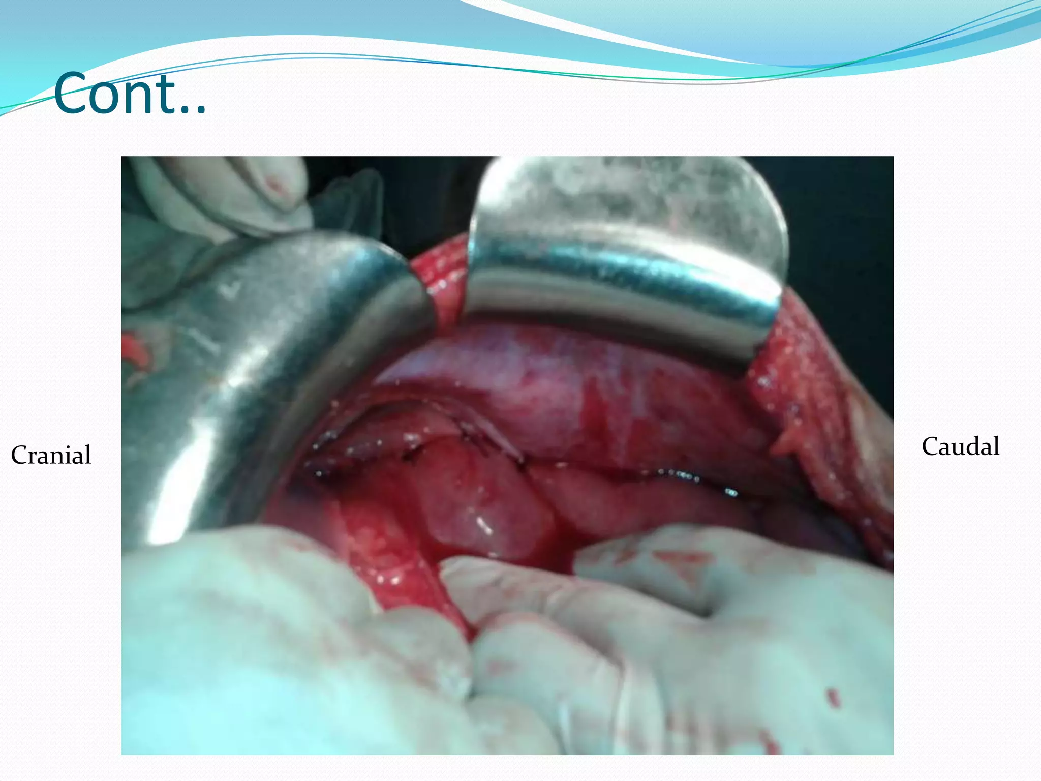 Cont..

Cranial

Caudal

 