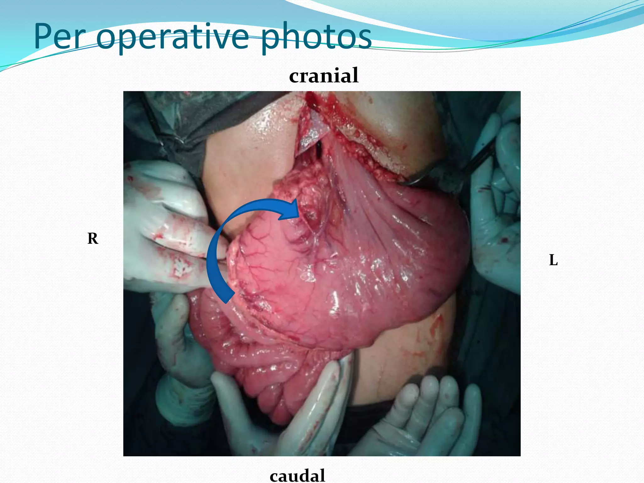 Per operative photos
cranial

R
L

caudal

 