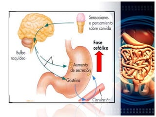 Colinérgico tipo muscarínico (M-3).