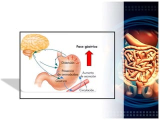 tipo colecistoquinina (CCK-8)Receptores inhibidores:Somatostatina