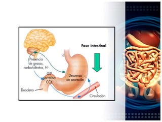 prostaglandinaPeriodos y fases de secreción acida:Periodo interdigestivo, basal o de apetito