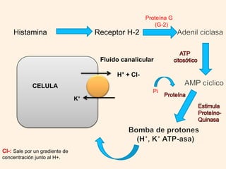 Periodo DigestivoPeriodo interdigestivo
