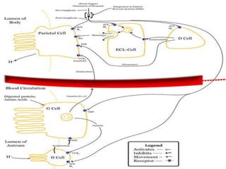 Inhibidores de la ATPasa-H+ ̸ K+Omeprazol y Lanzoprazol.