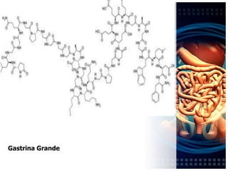 Donald Accilien: 2006-0836GastrinaHormona polipépticaGlándulas pilóricas del antro del estómagoFibras peptidérgicas del nervio vagoJordanias Peña: 2005-1402