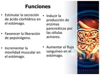 Factores liberadores de GastrinaDistensión de la pared gástrica por alimentos.PH alcalino de alimentos semidigeridos. Estimulación de receptores RH2 histaminérgicos.