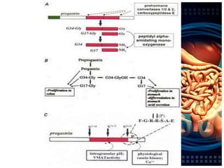 FuncionesEstimular la secreción de ácido clorhídrico en el estómago.Favorecer la liberación de pepsinógeno.Incrementar la movilidad muscular en el estómago.Inducir la producción de enzimas pancreáticas por las células acinares.Aumentar el flujo sanguíneo en el estómago.