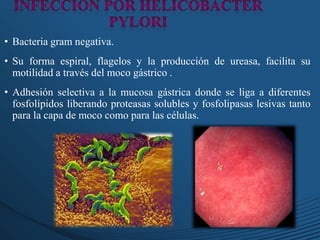• Bacteria gram negativa.
• Su forma espiral, flagelos y la producción de ureasa, facilita su
motilidad a través del moco gástrico .
• Adhesión selectiva a la mucosa gástrica donde se liga a diferentes
fosfolípidos liberando proteasas solubles y fosfolipasas lesivas tanto
para la capa de moco como para las células.
 
