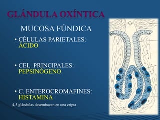 MUCOSA FÚNDICA
• CÉLULAS PARIETALES:
ÁCIDO
• CEL. PRINCIPALES:
PEPSINÓGENO
• C. ENTEROCROMAFINES:
HISTAMINA
4-5 glándulas desembocan en una cripta
 