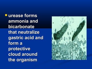  uurreeaassee ffoorrmmss 
aammmmoonniiaa aanndd 
bbiiccaarrbboonnaattee 
tthhaatt nneeuuttrraalliizzee 
ggaassttrriicc aacciidd aanndd 
ffoorrmm aa 
pprrootteeccttiivvee 
cclloouudd aarroouunndd 
tthhee oorrggaanniissmm 
 
