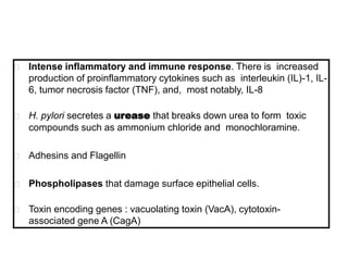 Intense inflammatory and immune response. There is increased
production of proinflammatory cytokines such as interleukin (IL)-1, IL-
6, tumor necrosis factor (TNF), and, most notably, IL-8
H. pylori secretes a urease that breaks down urea to form toxic
compounds such as ammonium chloride and monochloramine.
Adhesins and Flagellin
Phospholipases that damage surface epithelial cells.
Toxin encoding genes : vacuolating toxin (VacA), cytotoxin-
associated gene A (CagA)
 